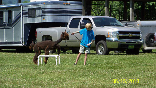 Jumping a high hurdle at a 4-H alpaca agility show