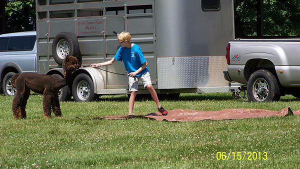 Walking an alpaca across a tarp at a 4-H agility show