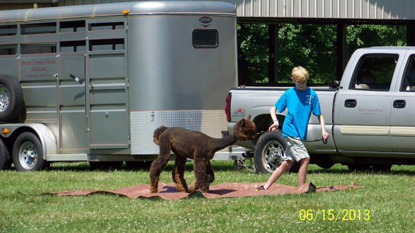 Walking an alpaca across a tarp at a 4-H agility show