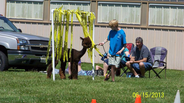 Walking an alpaca through a gate of caution tape at a 4-H agility show