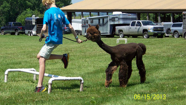 Ashar and Gia jumping hurdles at 4-H alpaca show