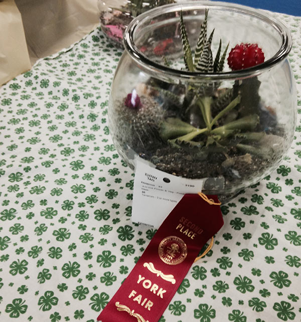 The terrarium Ashar made over the summer for 4-H won second place at the York Fair!