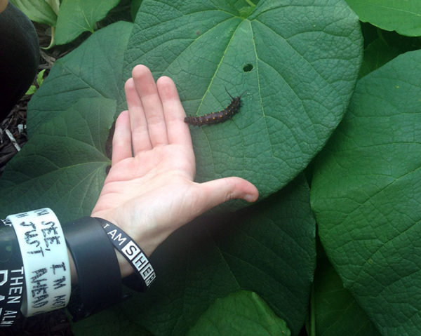 So we've been growing this gigantic pipevine for years as a potential butterfly habitat, but had not been able to attract any pipevine swallowtails. At the 4-H Insect Fair, one of the Master Gardeners for our area gave us a few caterpillars to release to try to get them started!