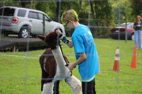 Our 4-H Alpaca Club show was this month, and Ashar place third in both obstacles and showmanship with Glacier.