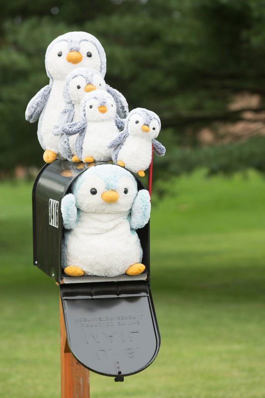 Unschooling in August 2017 on Unschool Rules: Isn't it great to think about getting a nice stuffed penguin in the mail? That's what Pengins for Everyone is all about. (Photo by CM&M Photography)