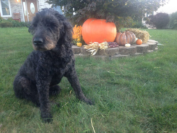 Unschooling in September 2017 on Unschool Rules: Coby helped with the fall decorating in the yard. Sadly, he passed away in early October after almost 14 years with us.