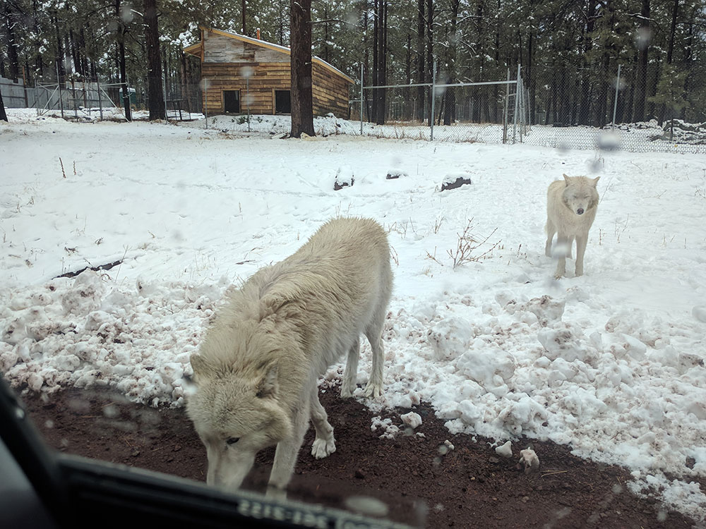 Unschool Rules: Family Arizona field trip included a stop at Bearizona in Williams, Arizona, home to some timber wolves.